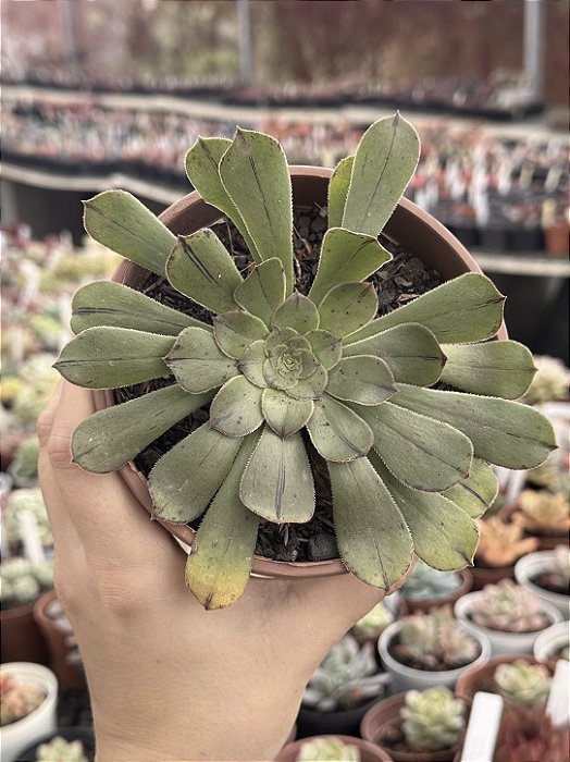 Aeonium big bang (reverso G)