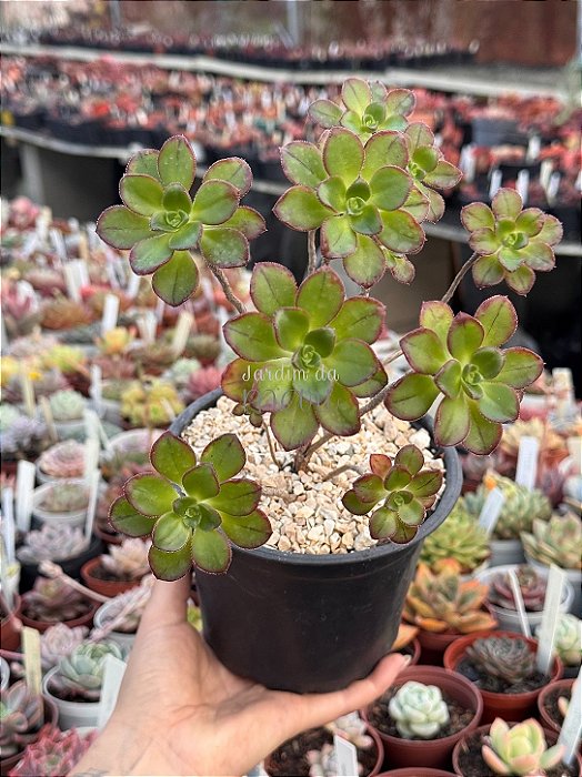 Aeonium (sem id) colônia