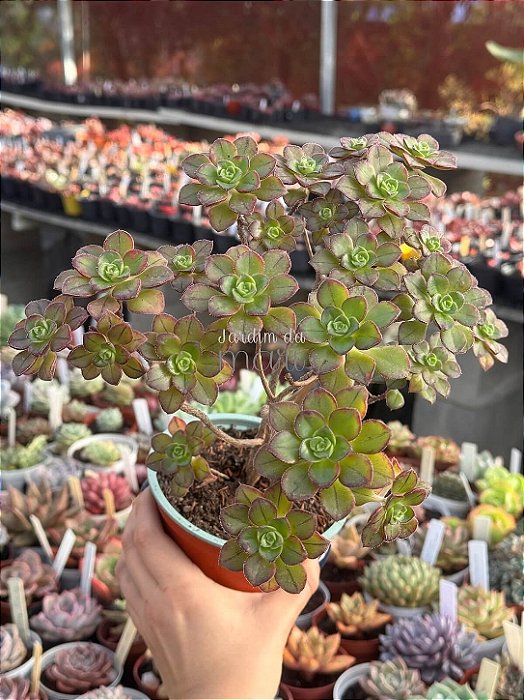 Aeonium mascaense colônia
