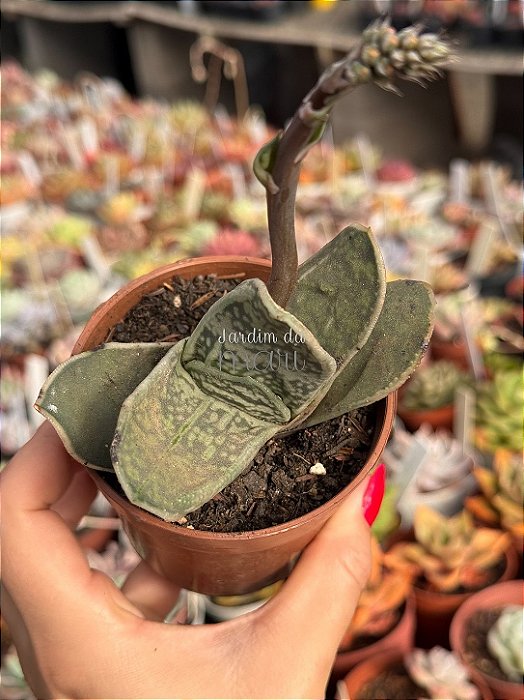 Gasteria nigricans