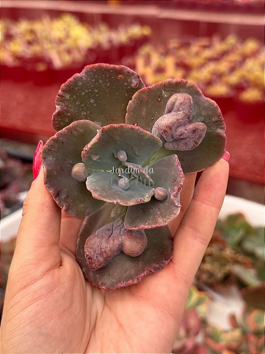 Echeveria volcan doux 01 (corte)