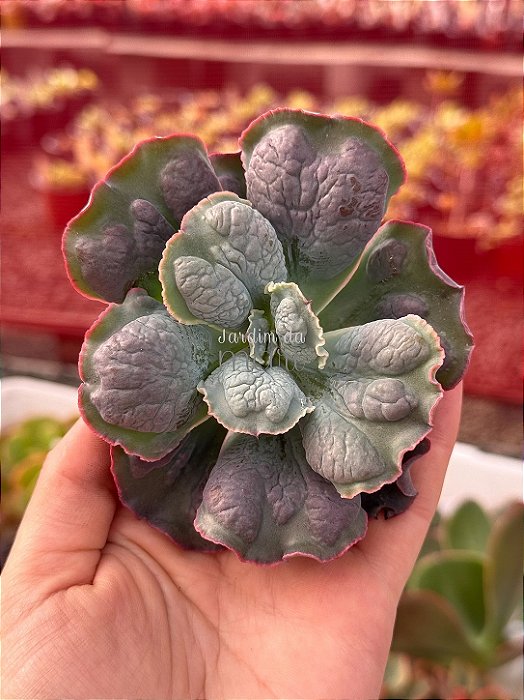 Echeveria línguas M (corte)