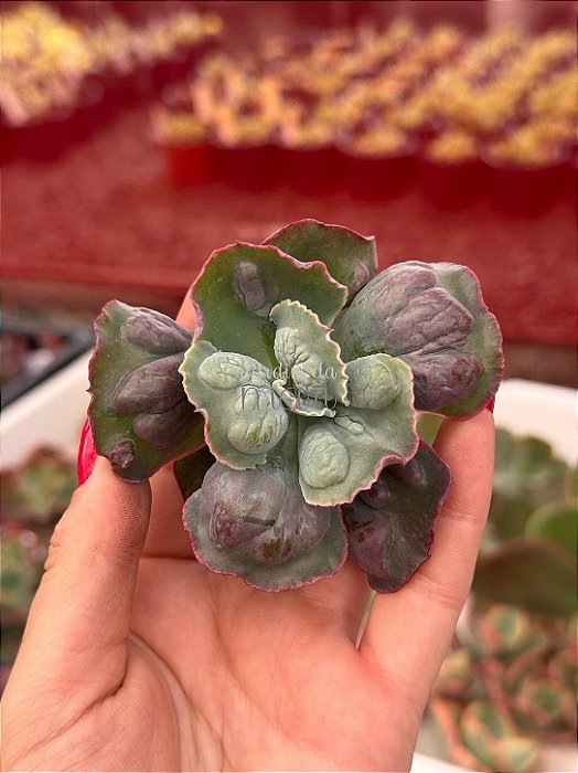 Echeveria línguas p (corte)