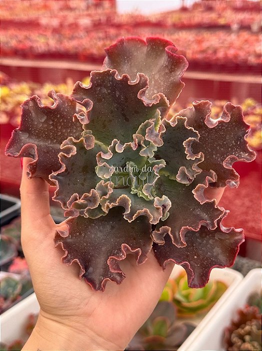 Echeveria cecelia (corte)
