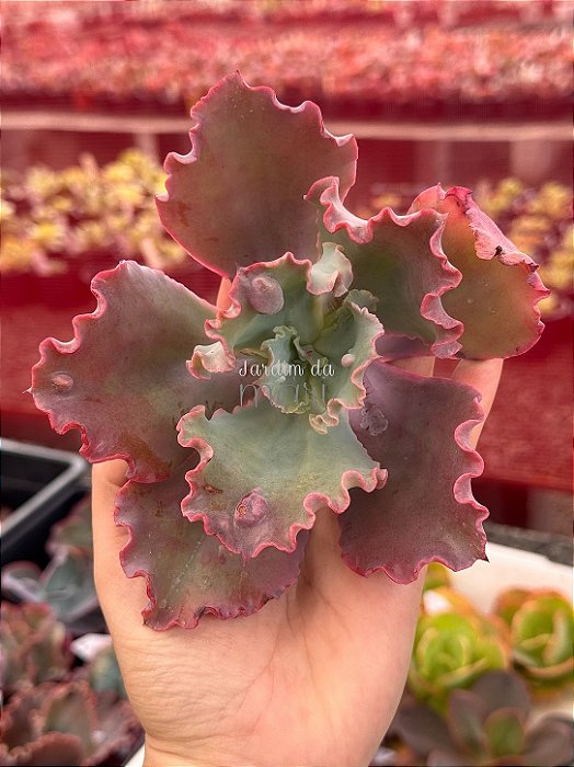 Echeveria cielpur (corte)