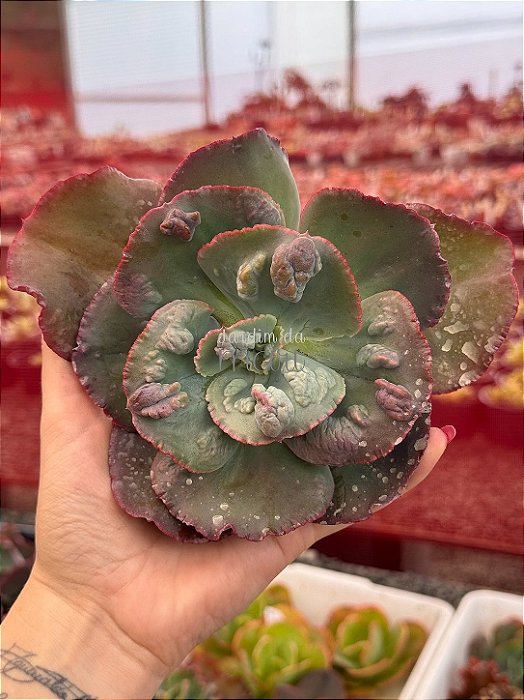 Echeveria duende (corte)