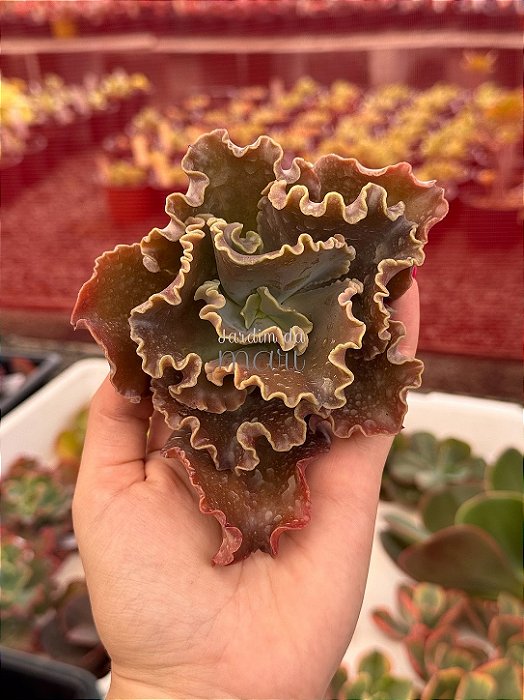 Echeveria long xin (carunculas importada) (corte)