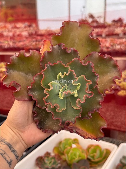 Echeveria cupeno 01 (corte)