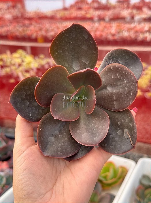 Echeveria prima donna (corte)