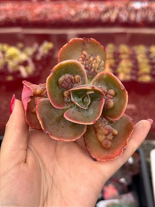 Echeveria kushala (corte)