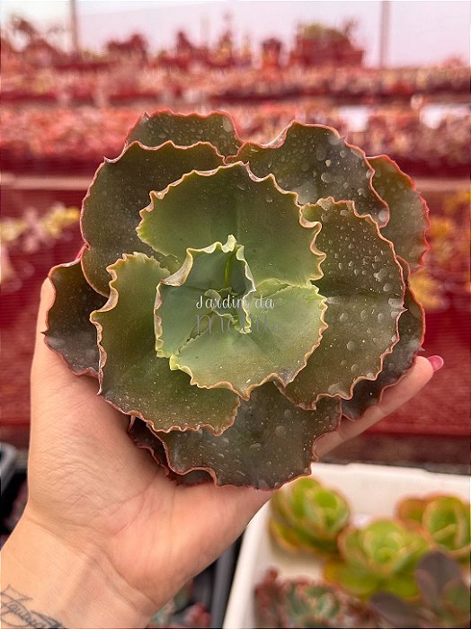Echeveria war dancer (corte)