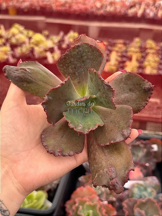Echeveria PR03 (corte)