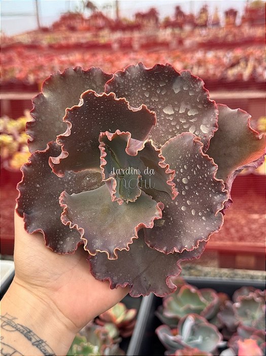 Echeveria villain (corte)