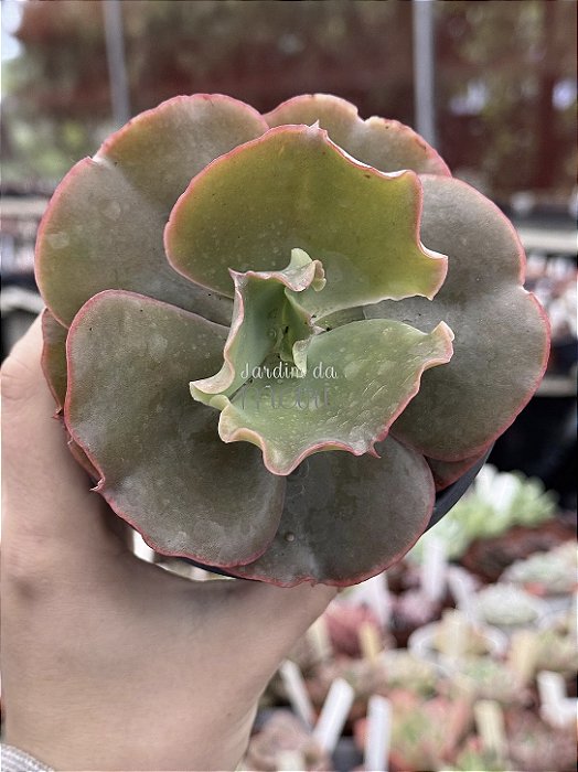 Echeveria corralium