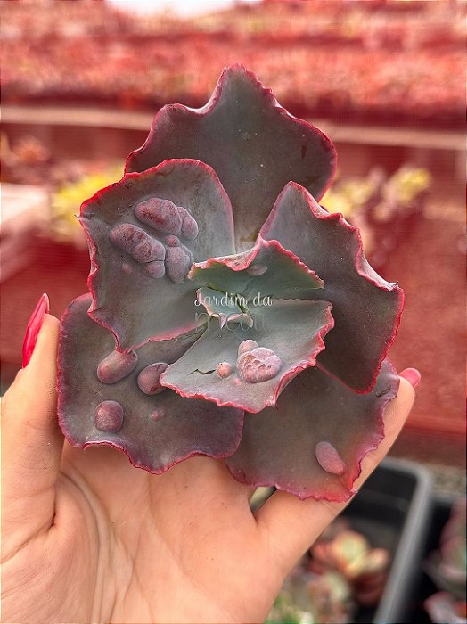 Echeveria dragonas 01 (corte)