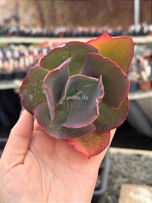 Echeveria bumps (corte)