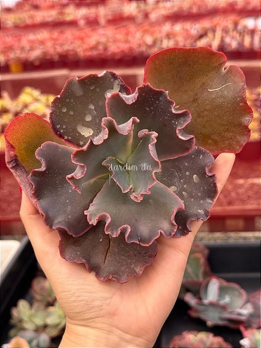 Echeveria one up (corte)