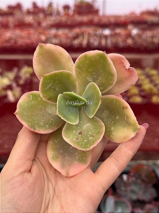 Echeveria sweet snow (corte)