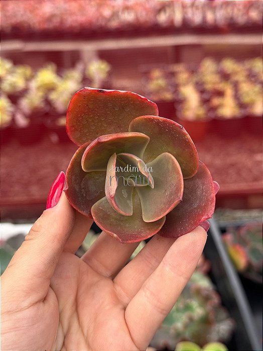Echeveria magic lamp p (corte)