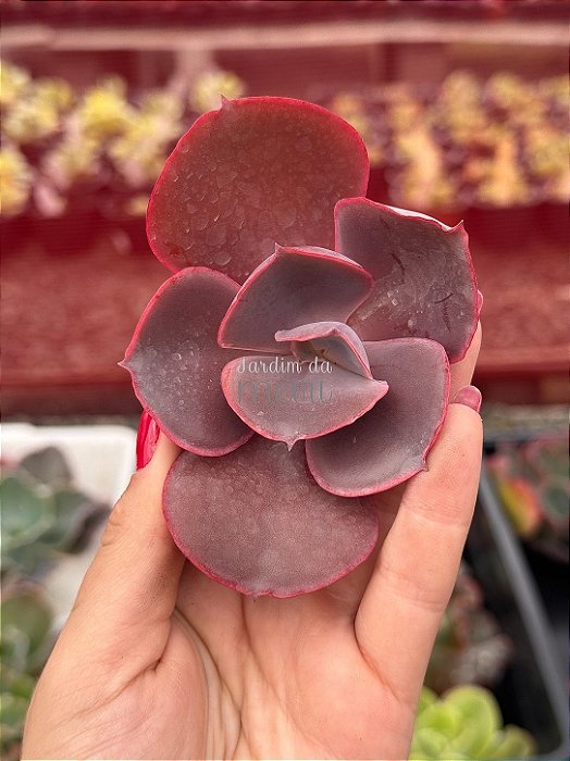 Echeveria valentine (corte)