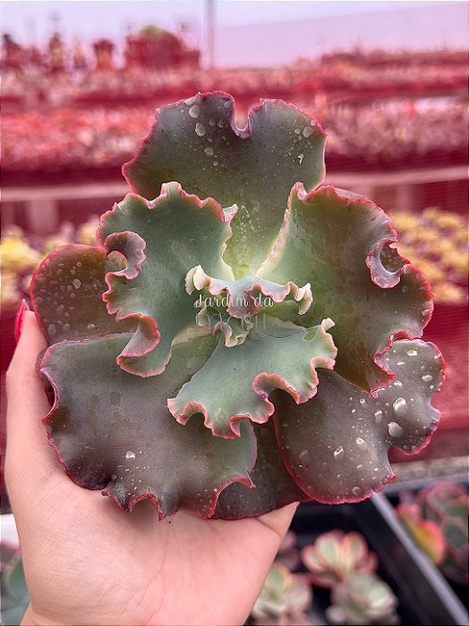 Echeveria suicune (corte)