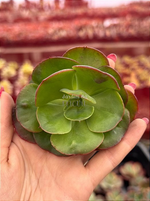 Echeveria liz 02 (corte)