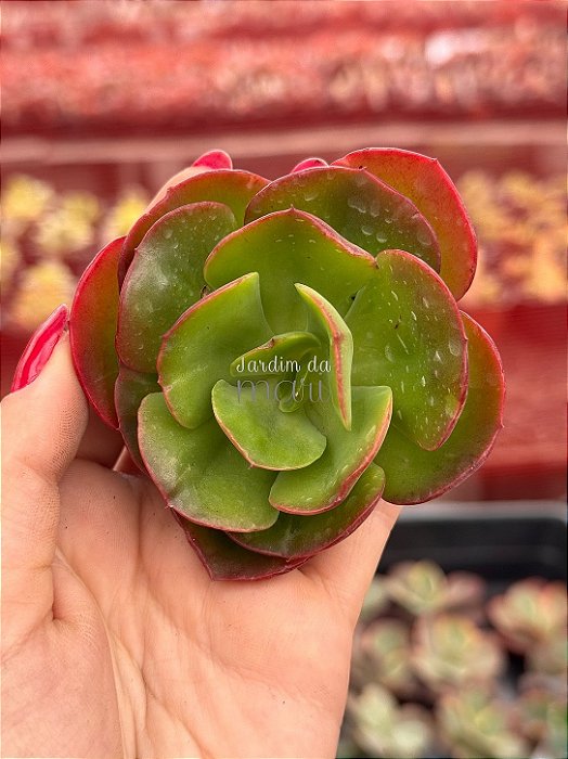 Echeveria liz 03 (corte)