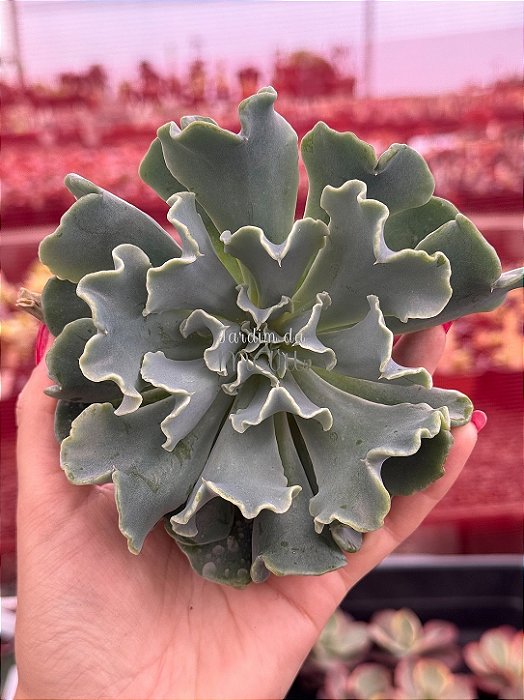 Echeveria medusa (corte)