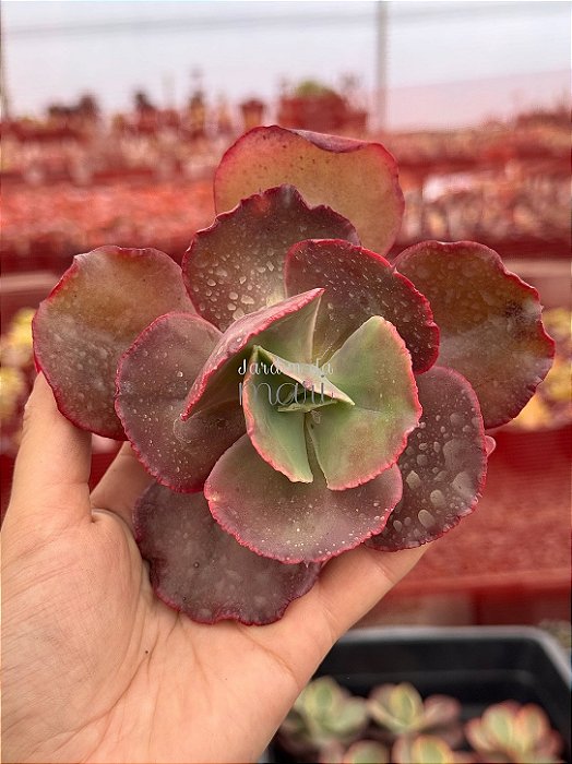 Echeveria nubilum (corte)