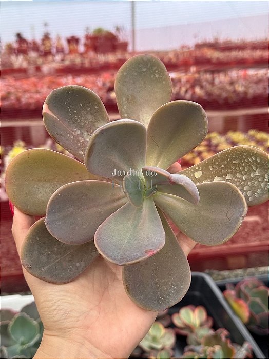 Pachyveria opal moon (corte)
