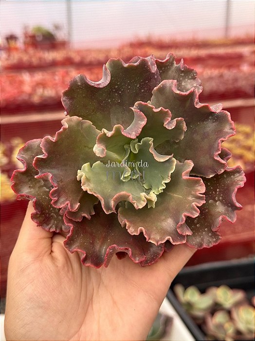 Echeveria lucy V (corte)