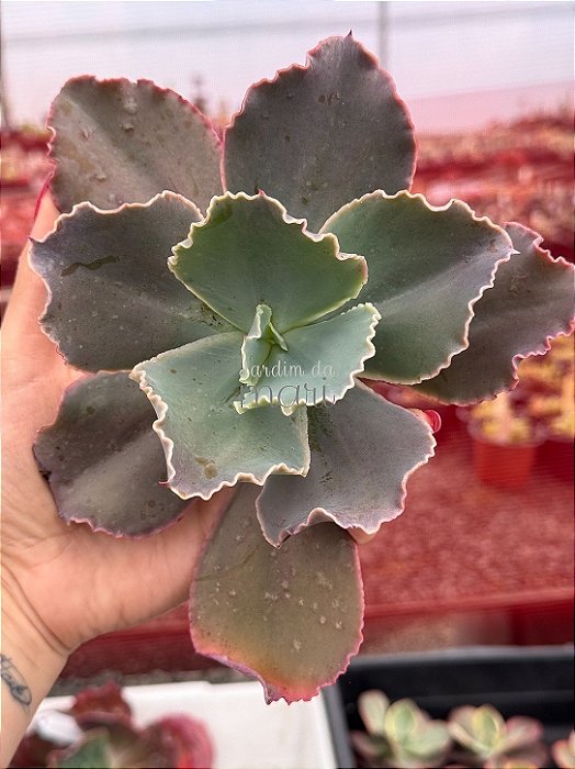 Echeveria la femme 02 (corte)