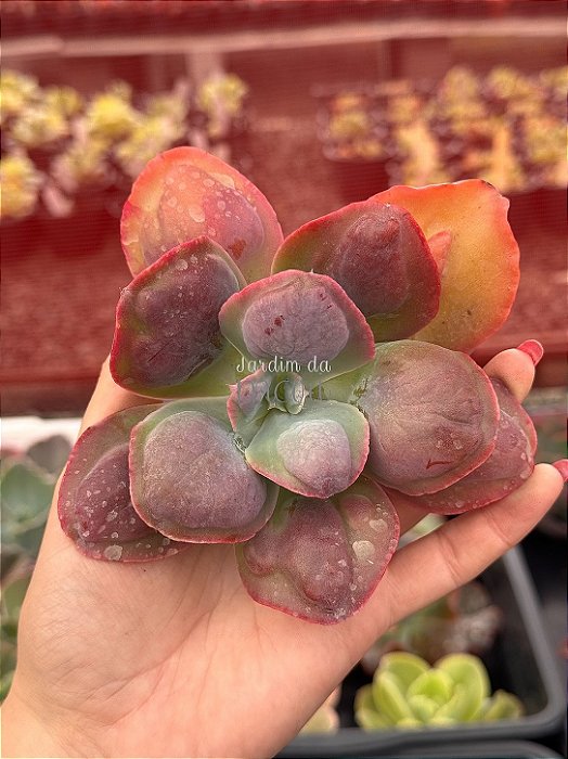 Echeveria lilac snow (corte)