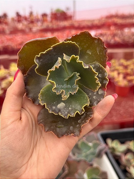 Echeveria ink lady (corte)