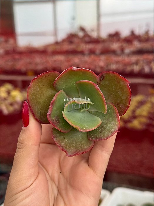 Echeveria tornado reversa (corte)