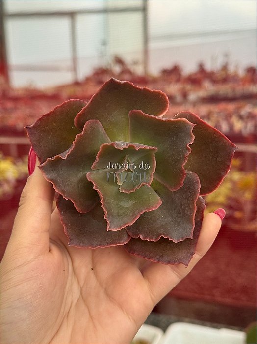 Echeveria whiz kid (corte)