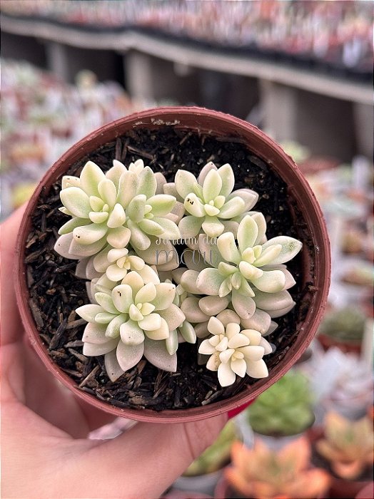Sedum mirinae variegata
