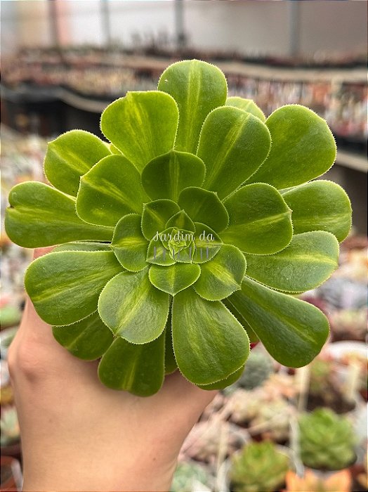 Aeonium yuri