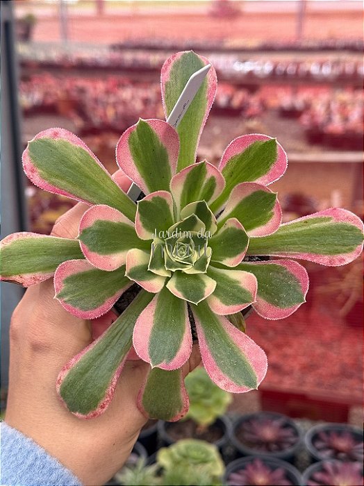 Aeonium red sleeve