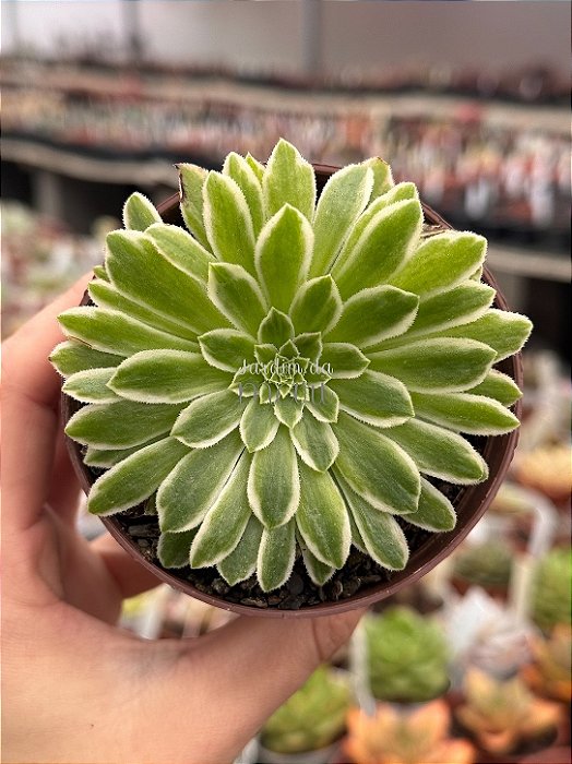 Aeonium emerald ice