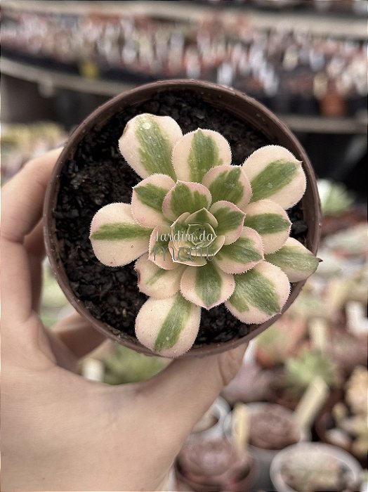 Aeonium sinya