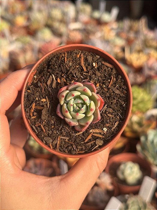 Echeveria sitifukumiana (plug)