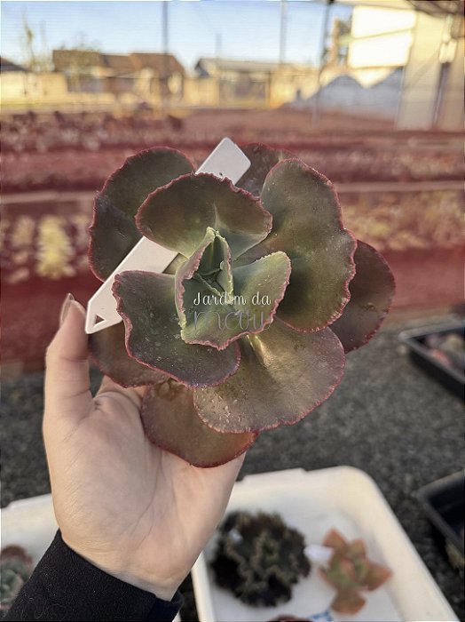 Echeveria meridian (corte)
