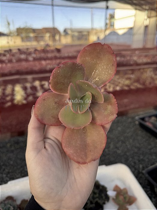 Echeveria midori (corte)