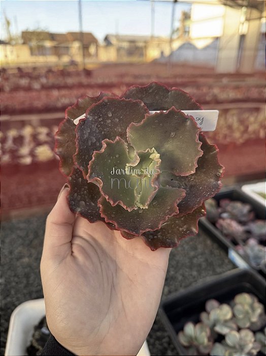 Echeveria bronze boy (corte)