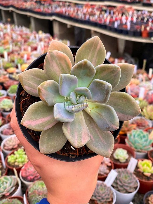 Pachyveria lavander variegata (sem raiz)