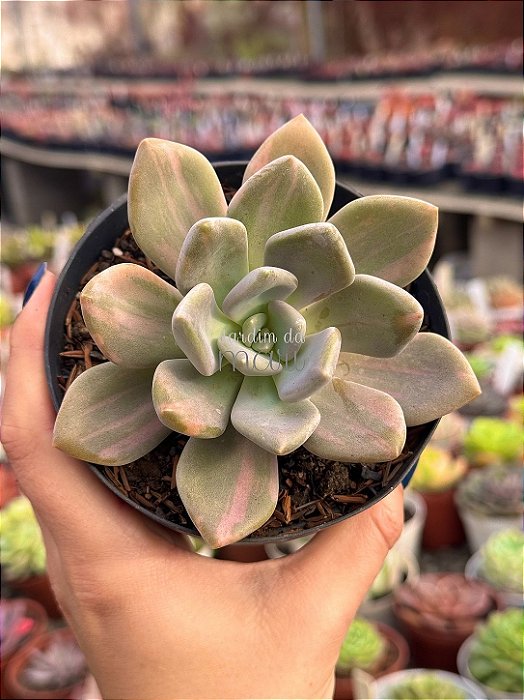 Pachyveria lavander variegata