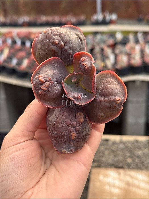 Echeveria buckley (corte)