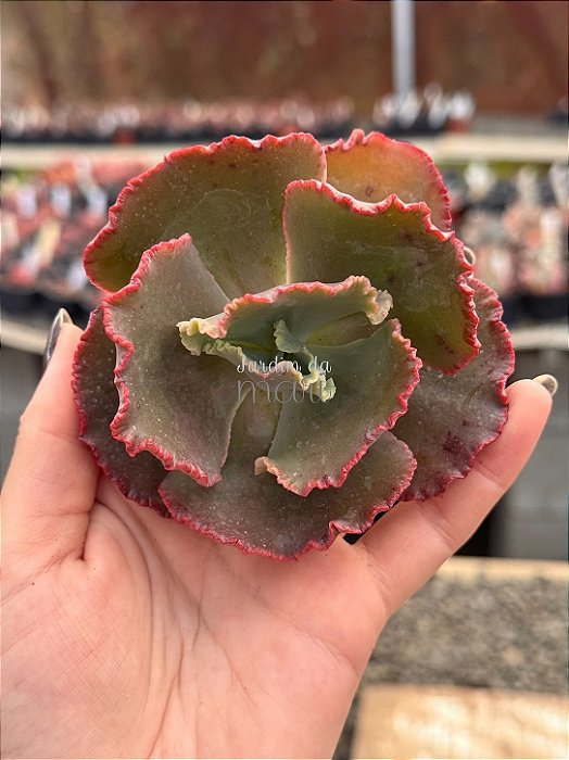 Echeveria kavaradossi (corte)