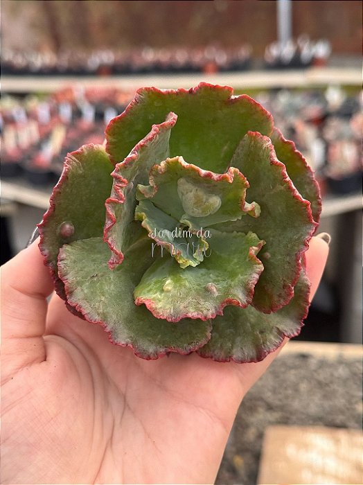 Echeveria marcus jones (importada) (corte)
